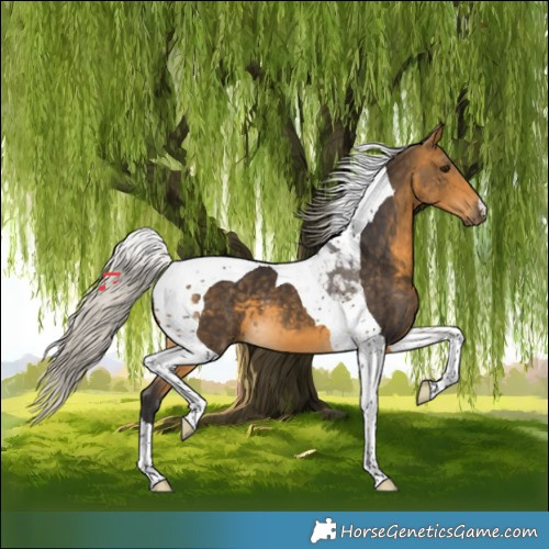 Horse Color:Silver Buckskin Tobiano