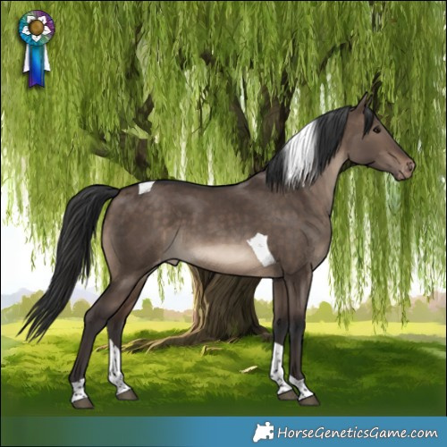 Horse Color:Brown Dun Tobiano Appaloosa 