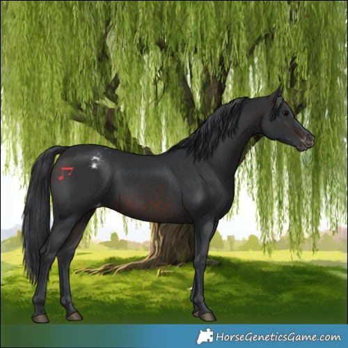 Horse Color:Brown Appaloosa 