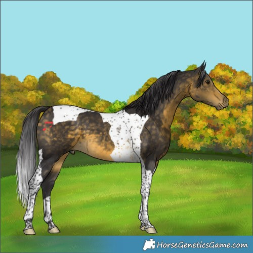 Horse Color:Buckskin Tobiano 