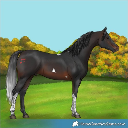 Horse Color:Brown Tobiano