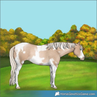 Horse Color:Chocolate Palomino Pearl Tobiano Frame Rabicano  and Chocolate Palomino Pearl Tobiano Frame Rabicano 