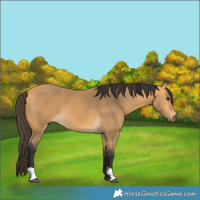 Horse Color:Buckskin