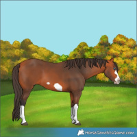 Horse Color:Bay Splash Frame 