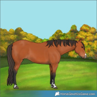 Horse Color:Bay 