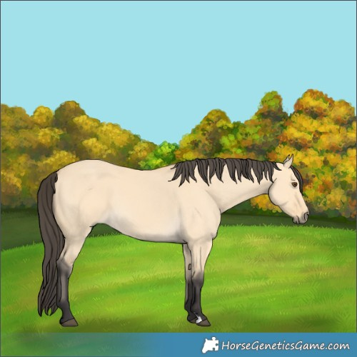 Horse Color:Buckskin Dun 