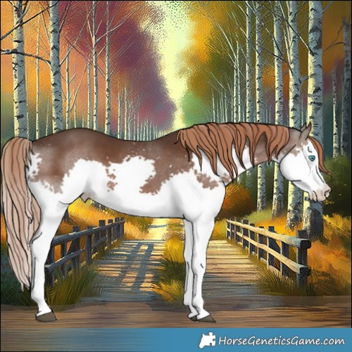 Horse Color:Liver Chestnut Splash 