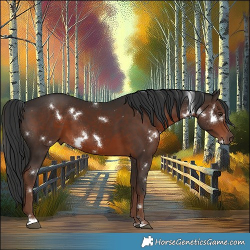 Horse Color:White Spotted Liver Chestnut 