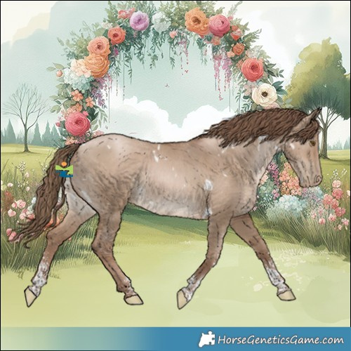 Horse Color:White Spotted Grullo Pearl Sabino Rabicano