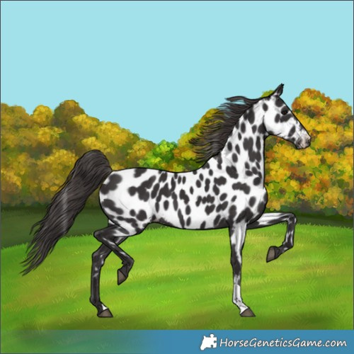Horse Color:Smoky Black Appaloosa 
