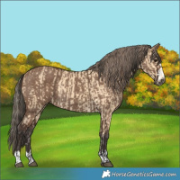 Horse Color:Buckskin  and Liver Red Dun Rabicano 