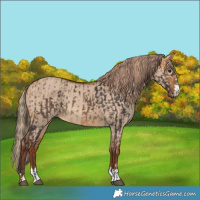 Horse Color:Buckskin and Red Dun Rabicano
