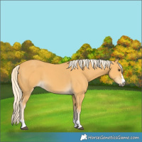 Horse Color:Palomino