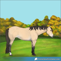Horse Color:Buckskin