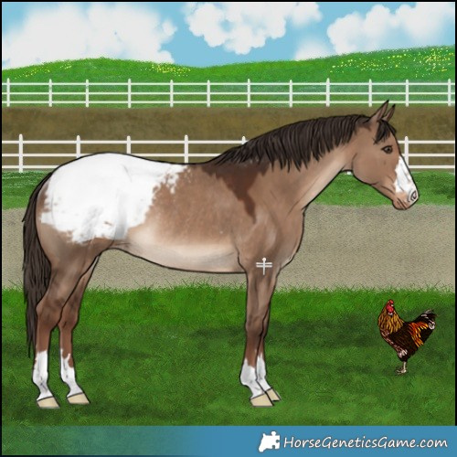 Horse Color:Liver Red Dun Snowcap Rabicano