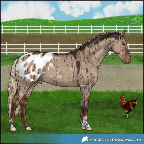 Horse Color:Liver Red Dun Blanket Brindle