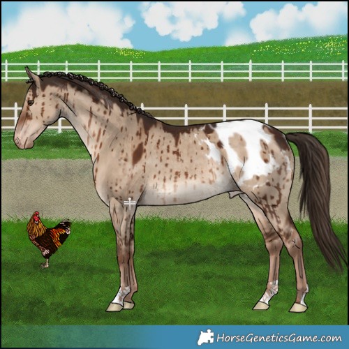 Horse Color:Liver Red Dun Blanket Rabicano Brindle 