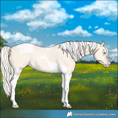 Horse Color:Cremello Dun Tobiano 