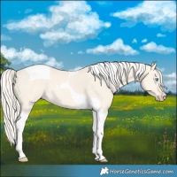 Horse Color:Cremello Dun Tobiano