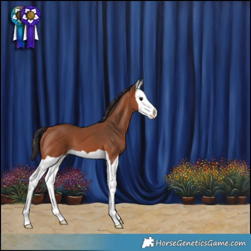 Horse Color:Bay Splash 