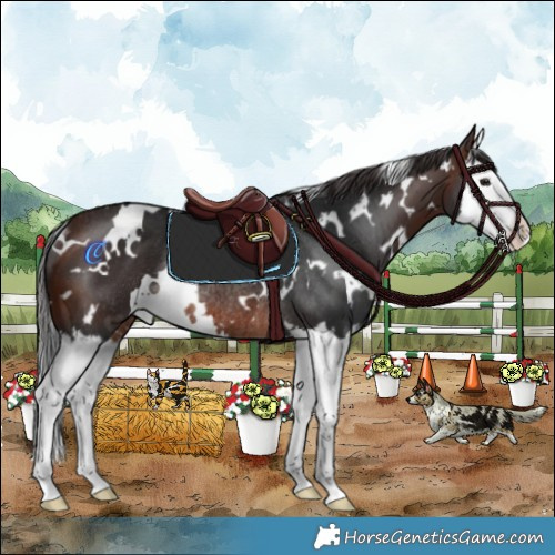 Horse Color:White Spotted Brown Splash Rabicano 
