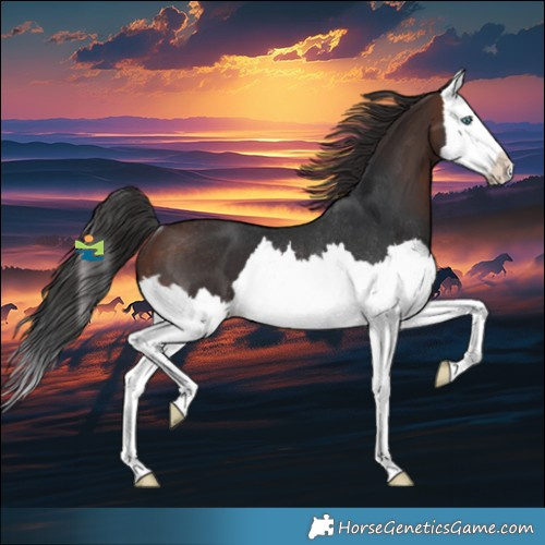 Horse Color:Brown Splash Rabicano 