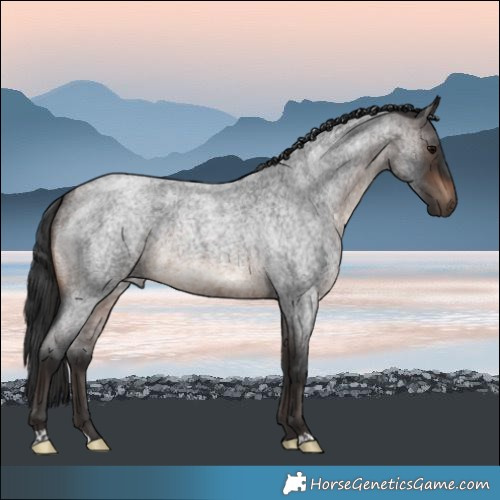 Horse Color:Bay Roan 