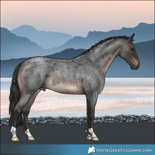 Horse Color:Brown Roan 