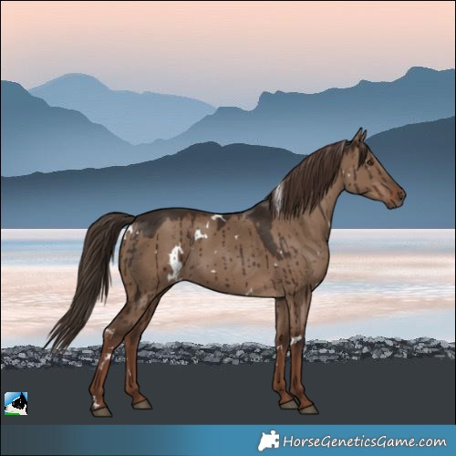 Horse Color:White Spotted Liver Red Dun Rabicano Brindle