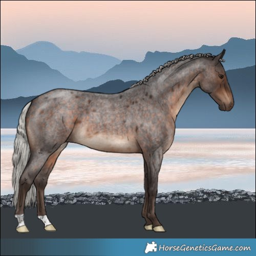 Horse Color:Silver Brown Roan 