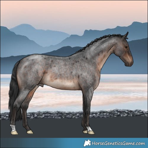 Horse Color:Brown Roan 