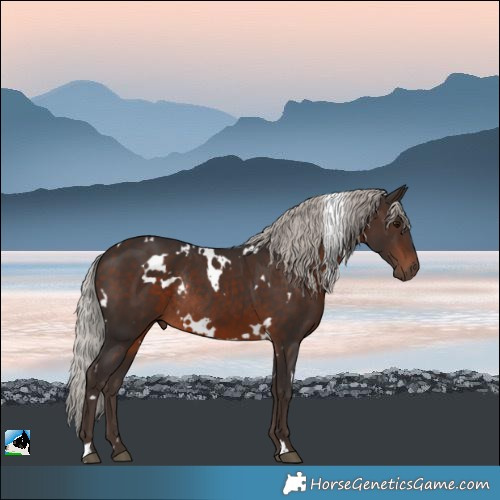Horse Color:White Spotted Silver Brown Rabicano