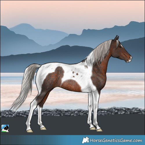 Horse Color:Silver Brown Tobiano Rabicano