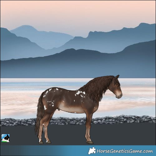 Horse Color:White Spotted Liver Chestnut Rabicano