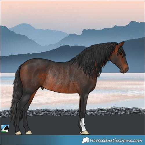 Horse Color:Bay Rabicano