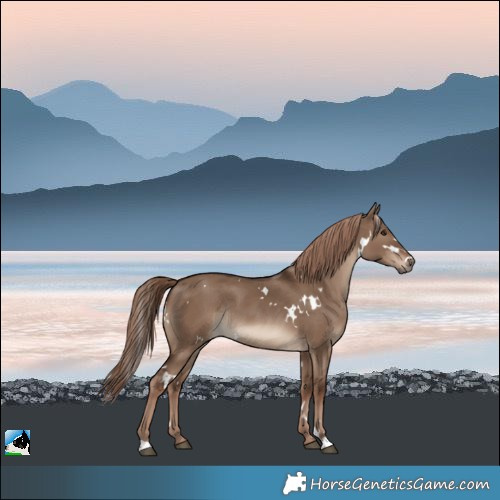 Horse Color:White Spotted Liver Red Dun Rabicano