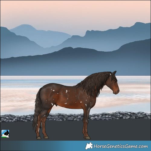 Horse Color:White Spotted Liver Chestnut Rabicano