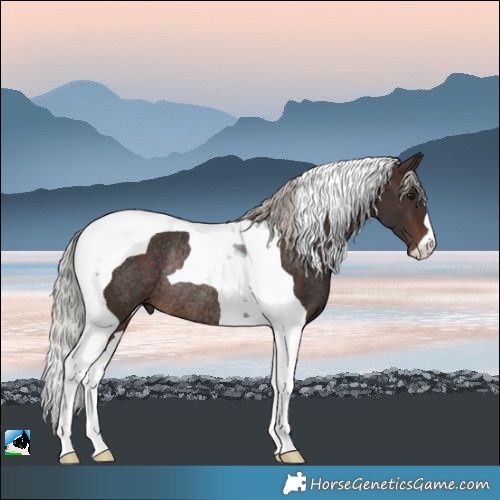 Horse Color:Silver Brown Tobiano Rabicano