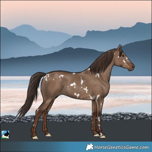 Horse Color:White Spotted Liver Red Dun Rabicano