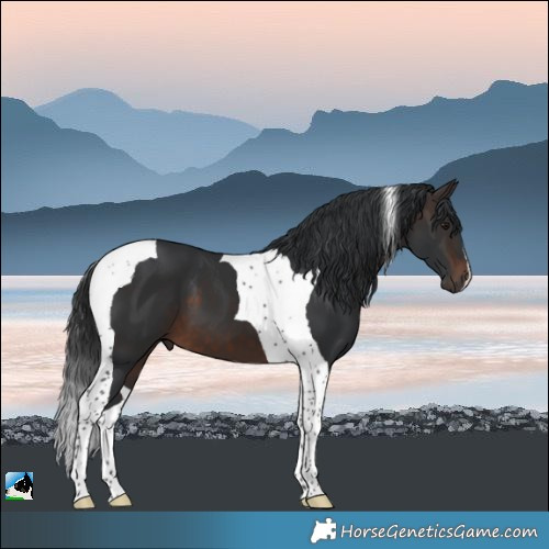 Horse Color:Brown Tobiano