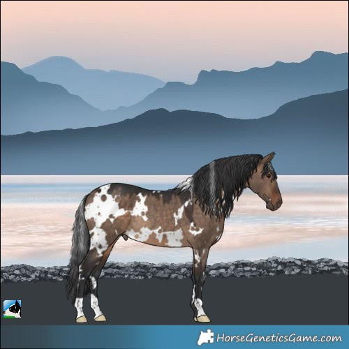 Horse Color:White Spotted Brown Dun Rabicano