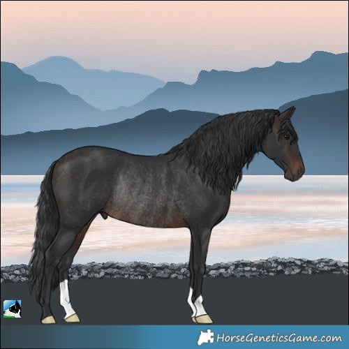 Horse Color:Brown Rabicano 