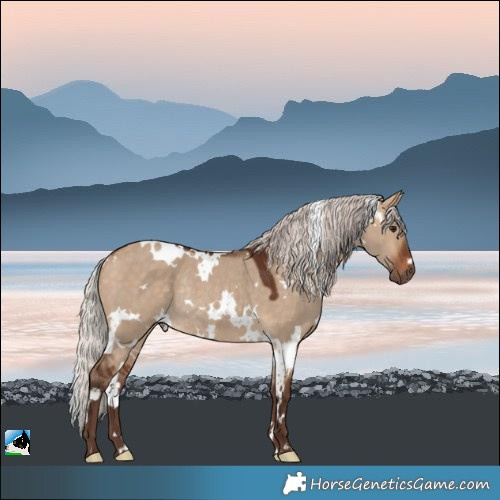 Horse Color:White Spotted Silver Bay Dun Rabicano 