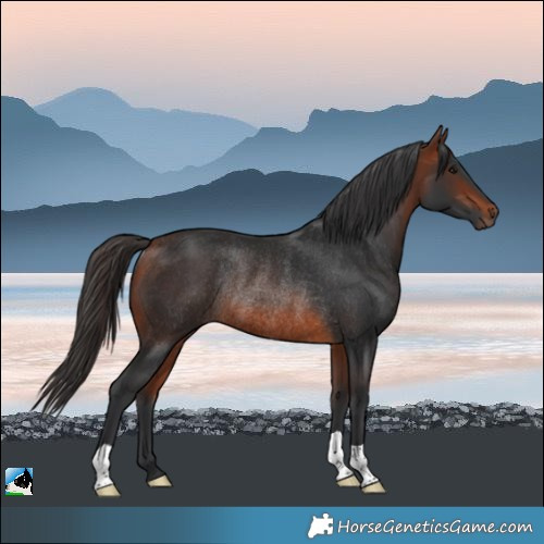 Horse Color:Bay Rabicano 