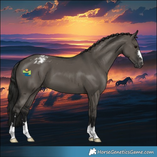 Horse Color:Gray Grullo Appaloosa