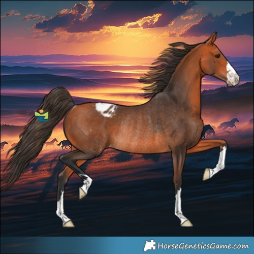 Horse Color:Bay Appaloosa Rabicano