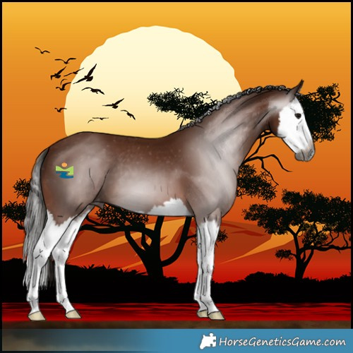 Horse Color:Gray Bay Splash Varnish 