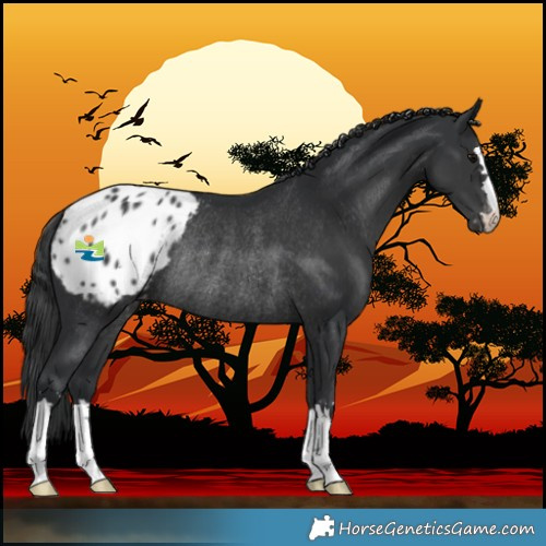 Horse Color:Black Blanket Rabicano