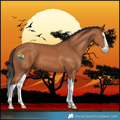 Horse Color:Bay Splash 