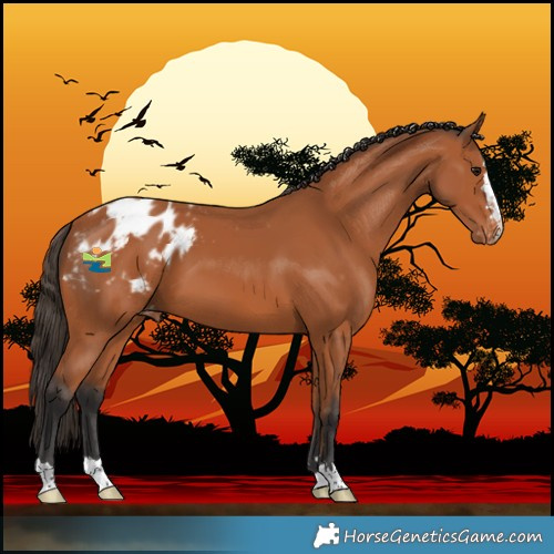 Horse Color:Bay Blanket